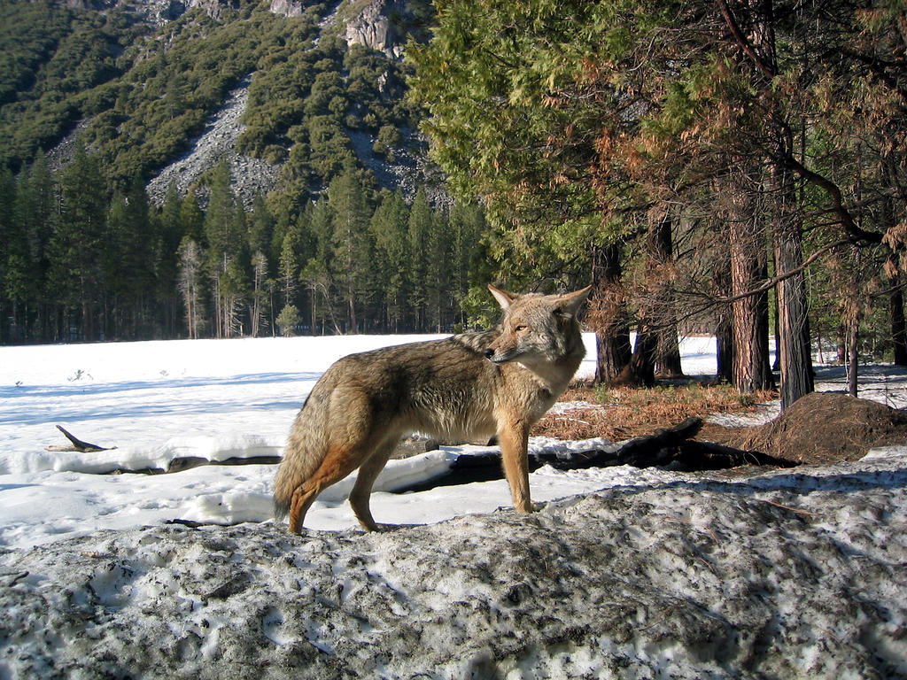 307 Valley Coyote.JPG