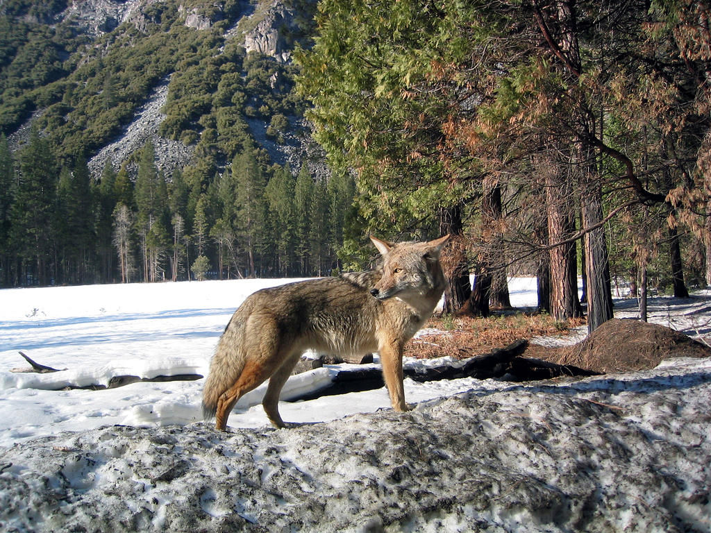 308 Road Side Coyote.JPG