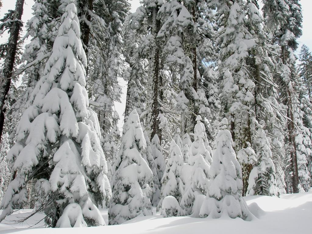 Fresh Snow in Yosemite 2.JPG