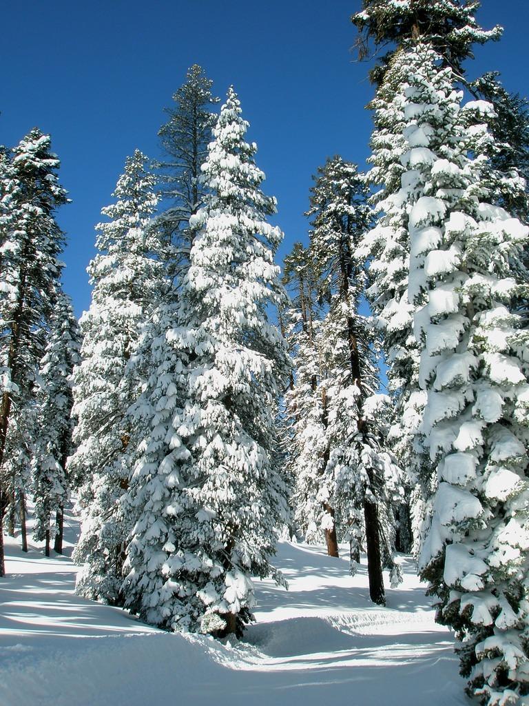 Fresh Snow in Yosemite 4.JPG