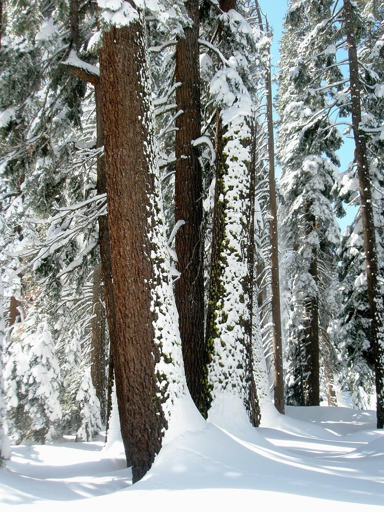 Fresh Snow in Yosemite 5.JPG