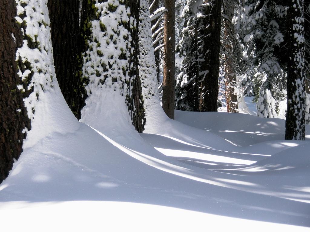 Fresh Snow in Yosemite 6.JPG