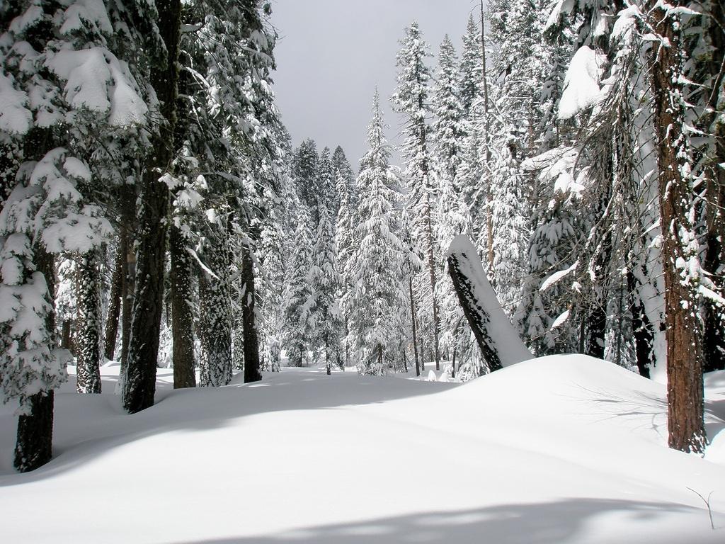 Fresh Snow in Yosemite.JPG