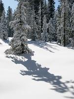 Fresh Snow in Yosemite 3.JPG