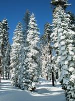 Fresh Snow in Yosemite 4.JPG