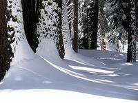 Fresh Snow in Yosemite 6.JPG