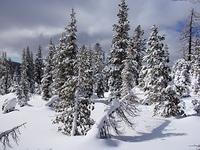 Snowy scene 2.jpg